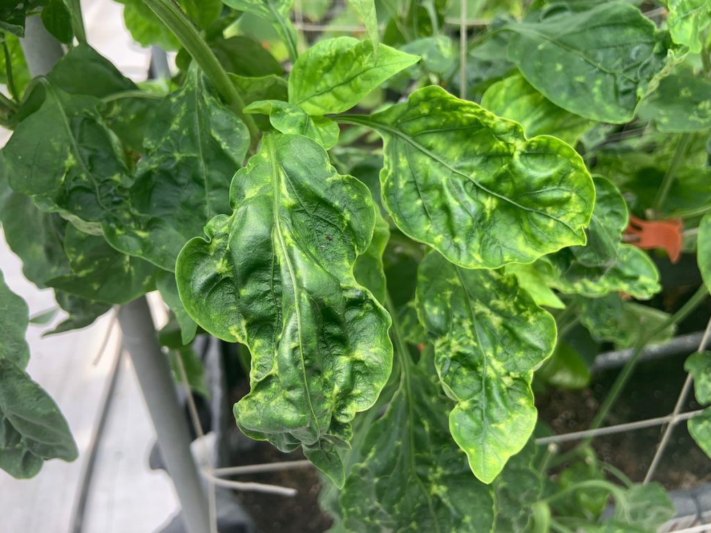 甜椒田間病毒多為複合感染，常會造成葉脈斑駁、植株生育異常，而嚴重影響生產。