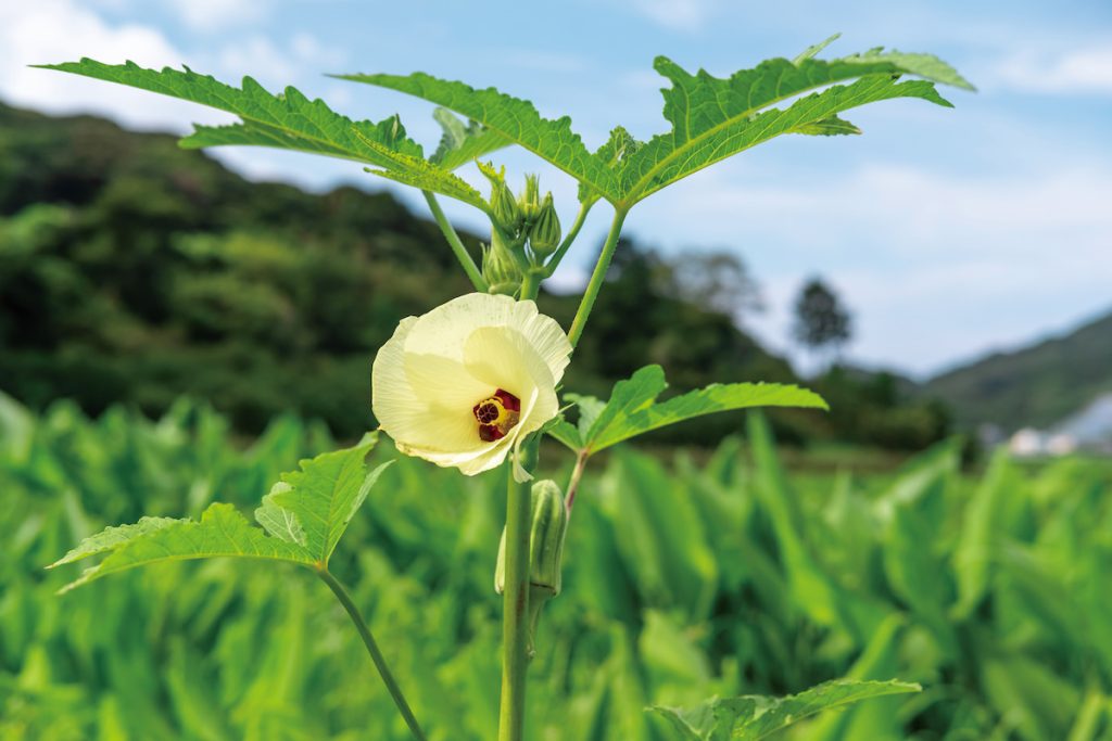 岡FARM農園秋葵田裡盛開的秋葵花朵。