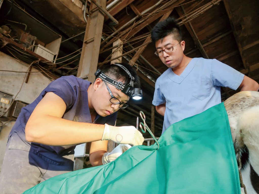 龔建嘉（右）正監督指導著獸醫實習生的手術操作。