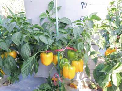 台中亞蔬2號在秋冬季於臺南善化地區以土耕進行生產之植株生育情形。
