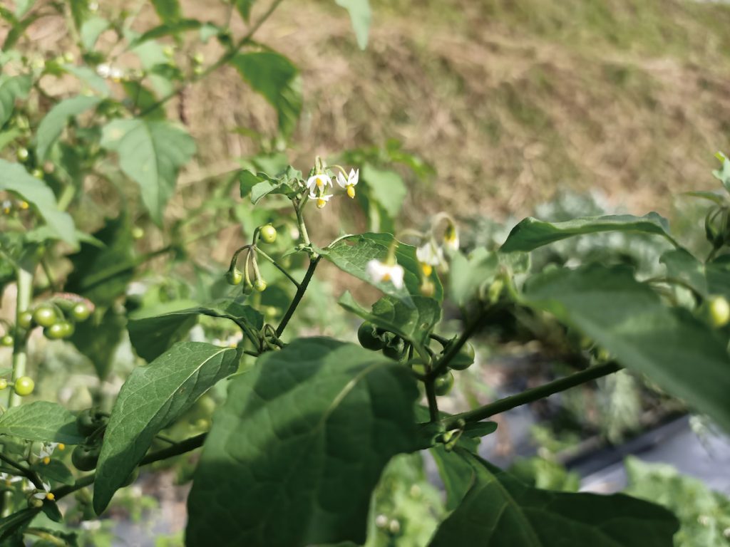 龍葵的莖、葉會生產25R番茄鹼。（圖片提供╱農業部桃園區農業改良場五峰工作站）