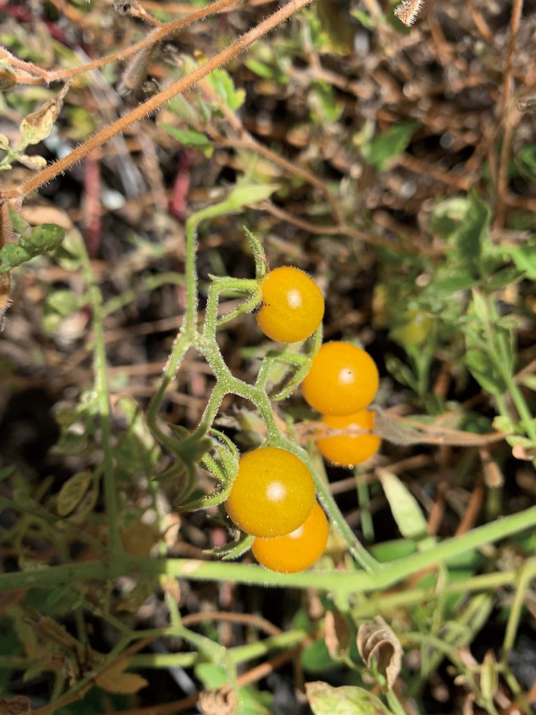 加拉巴哥番茄是加拉巴哥群島特有的植物，其會生產25R、25S型兩種番茄鹼的GAME8酵素。（攝影╱Gibsonmatt on Wikimedia,CC BY-SA 4.0）