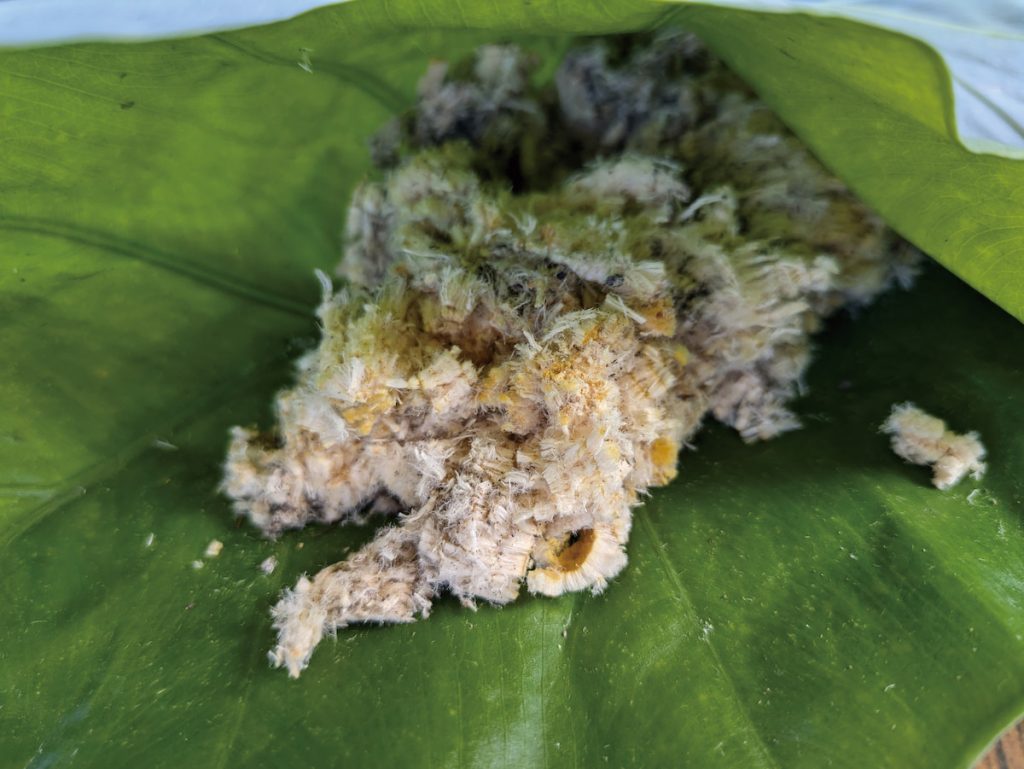 在船板榫接時，族人會使用削成筷子狀寬度的木釘進行固定；在填補船板縫隙時，會採集蘭嶼花椒，取其根部的毛絨作為填塞物。