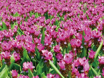 薑荷花（Curcuma alismatifolia ）頂端紅粉色的橢圓形苞片，宛如荷花相當別緻。