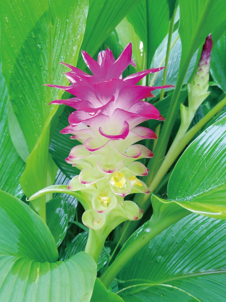 女王鬱金（Curcuma cordata ）適合全臺種植，喜愛高溫潮濕、半日照的環境，苞片色澤亮麗，呈紫紅或桃紅色。