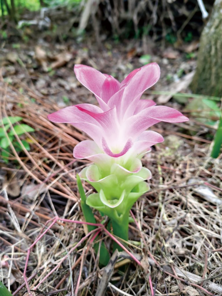 鬱金（Curcuma aromatica）常在春末尚未展葉時就搶先開花，花序從根莖一側直接鑽出地面，顯得格外醒目。