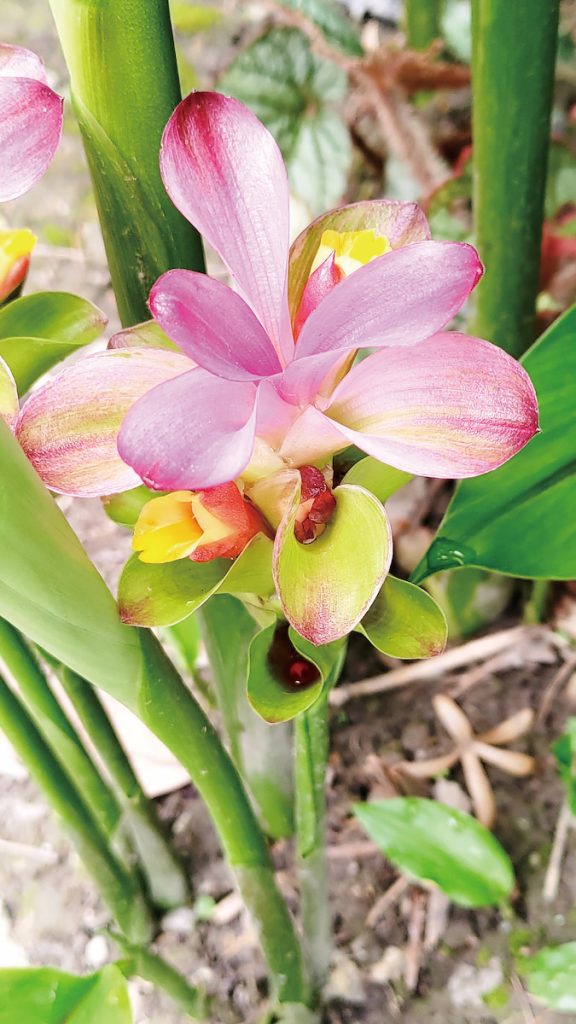 蓬莪荗（Curcuma phaeocaulis）的乾燥根莖可入藥，具有行氣破血、消積止痛的功效。