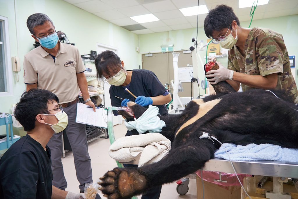 野生動物急救站為受傷的黑熊進行牙科檢查與前爪傷口清創。獸醫師詹芳澤（圖左站立者）監督黑熊傷口的清創情況。