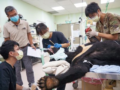 野生動物急救站為受傷的黑熊進行牙科檢查與前爪傷口清創。獸醫師詹芳澤（圖左站立者）監督黑熊傷口的清創情況。