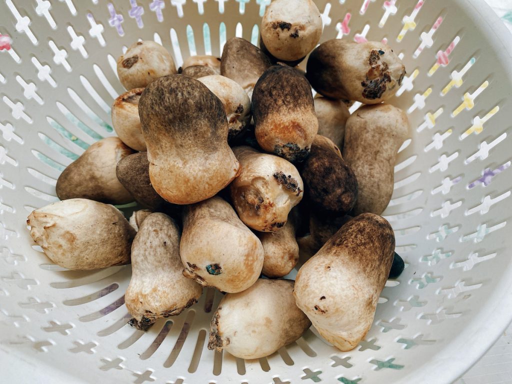草菇含水量高，銷售需要與時間賽跑，購買後也必須盡快處理，對通路與消費者而言都是挑戰。
