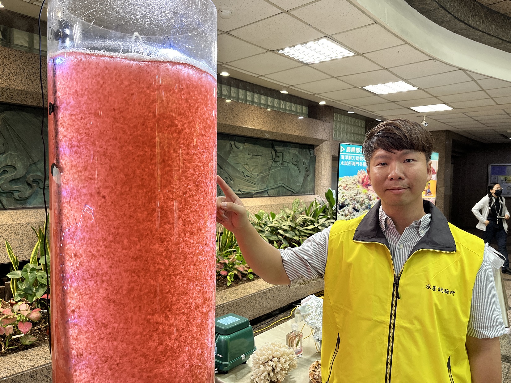 海藻海門冬可抑制牛隻甲烷排放 水試所首創量產技術 1%劑量抑制率即逼近100% - 農傳媒