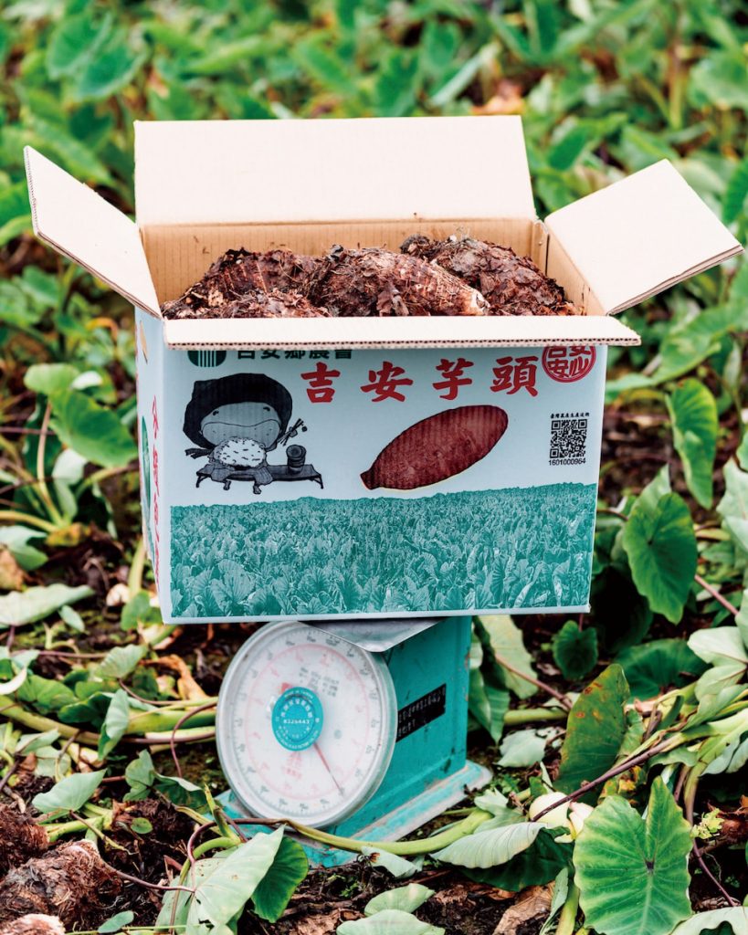 芋頭是吉安在地大宗農產之一。