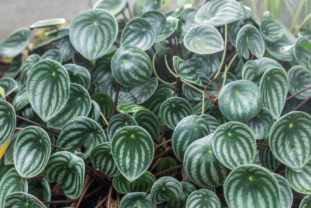 頗受歡迎的觀葉植物西瓜皮椒草（Peperomia argyreia ），實際上也屬胡椒科植物，由此可見植物分類的趣味與奧妙。（攝影╱William Crochot on Wikimedia Commons CC BY-SA 4.0）