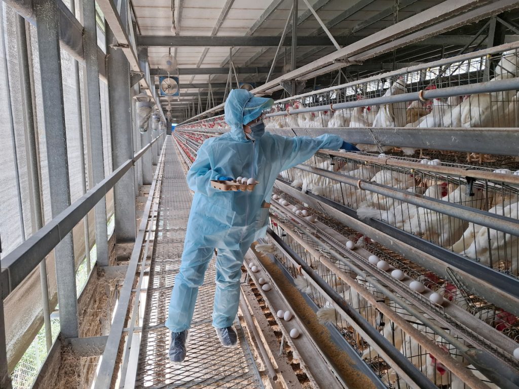 在防疫工作中，公職獸醫師會穿著全套防護裝備進入禽場，進行抽血與雞蛋採樣，以掌握疫情動態與動物健康狀況。（圖片提供╱嘉義縣家畜疾病防治所）