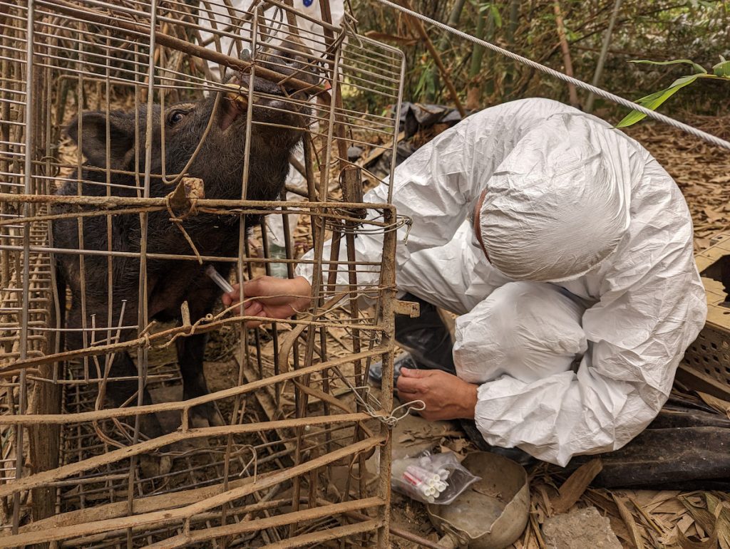 為防範豬瘟、口蹄疫及非洲豬瘟等重大疫病，獸醫師會上山對捕獲的野豬進行採樣檢驗。（圖片提供╱嘉義縣家畜疾病防治所）