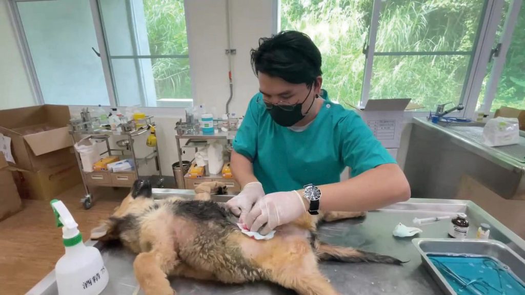 嘉義縣動物保護教育園區內設有醫療專區，有檢傷區、動物病舍、診療室、X光室和手術室等空間，能為收容犬隻提供必要的醫療照護與疫苗注射。（圖片提供╱嘉義縣家畜疾病防治所）