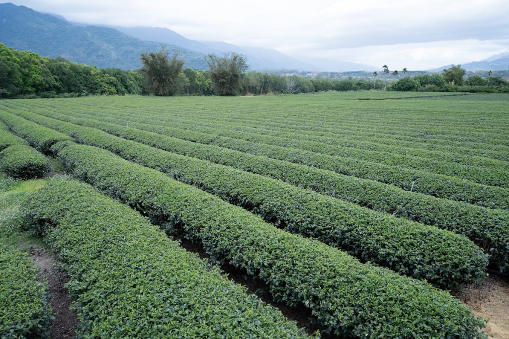 鹿野茶業在九〇年代衰落後，如今有紅烏龍再振茶鄉之名。