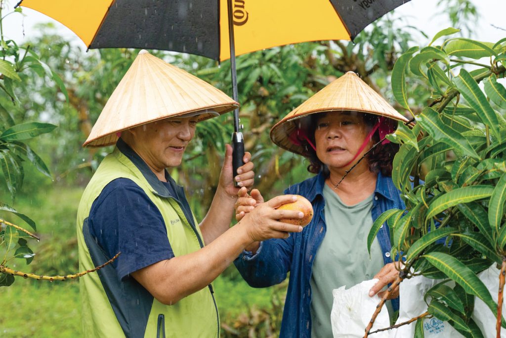 李銘煌與林美岑（右）帶我們雨中看今夏最後一欉愛文。