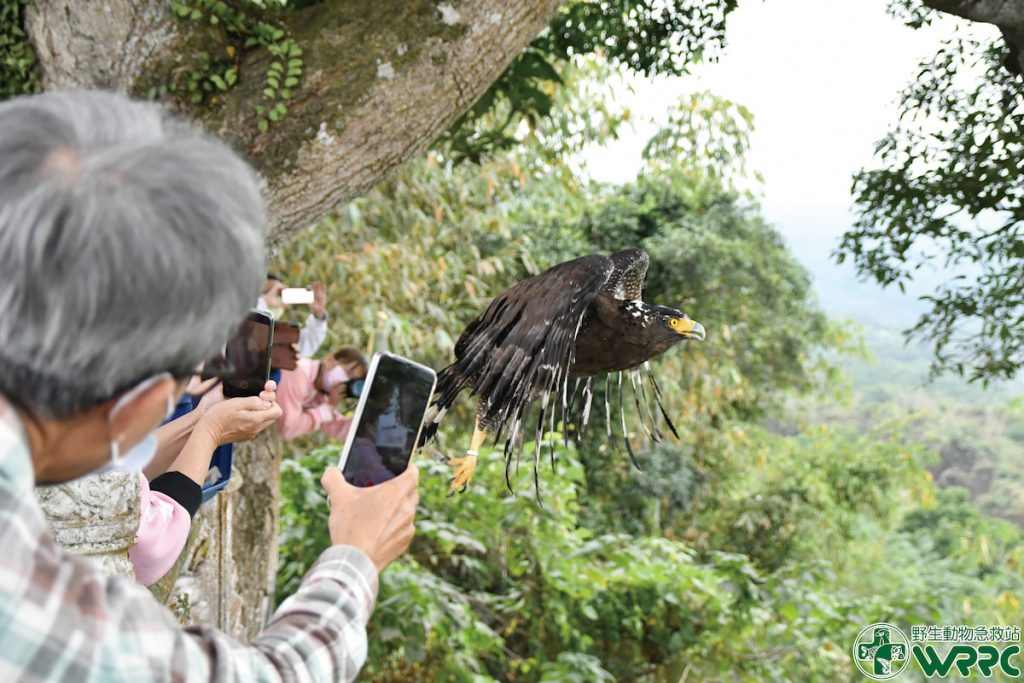 野生動物急救站與宗教團體合作，將已康復到可野放程度的大冠鷲放回山林，眾人以手機紀錄大冠鷲重回自然的時刻。（圖片提供╱野生動物急救站）