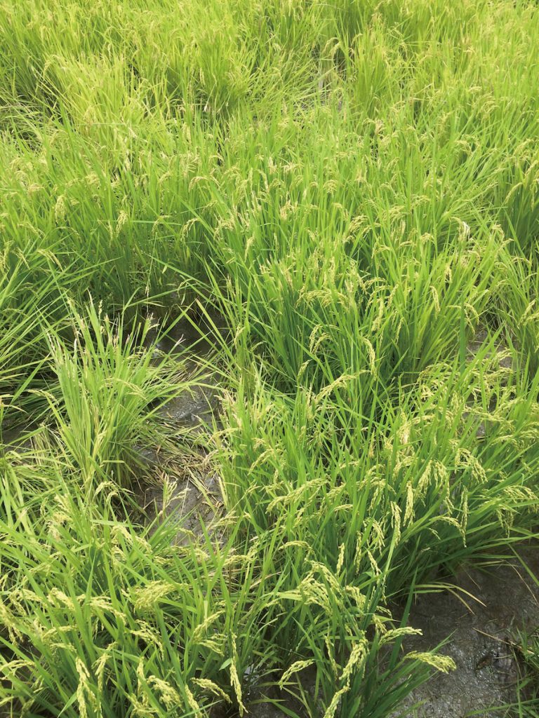 被山豬侵擾過的稻田，有明顯的不規則空洞。
