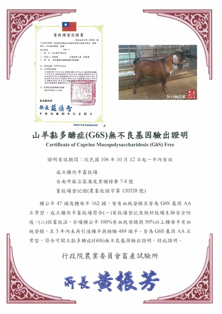 成立自2017年獲頒「山羊黏多醣症無不良基因驗出證明」後，就未再引進新的種羊，因此場內的羊隻至今仍皆為G6S基因AA正常型。（圖片提供╱成立種肉羊畜牧場）