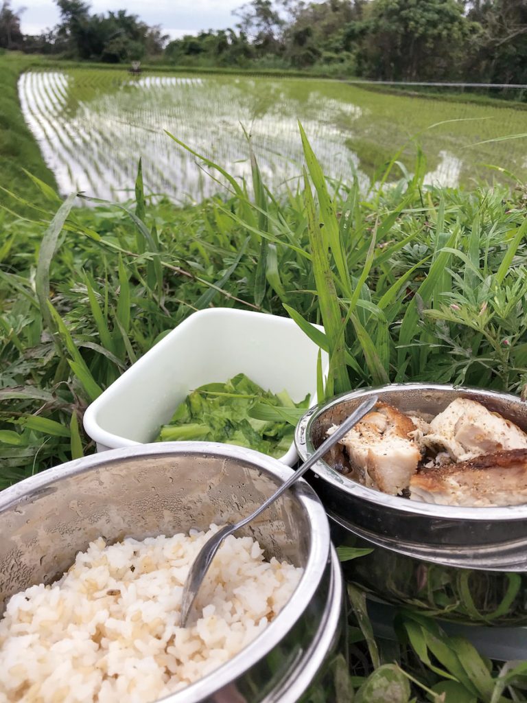 農忙時的便當：自己種的白米糙米飯和蘿蔓萵苣生菜，配乾煎魚。