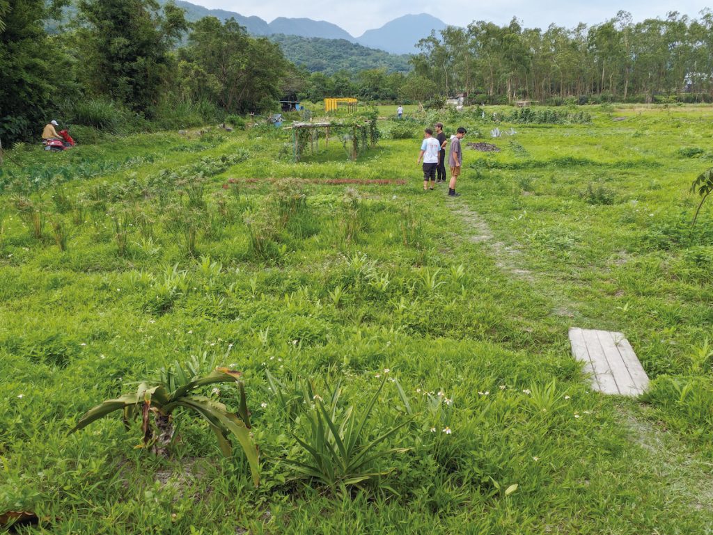 阿美族貓公部落的開心農場遍植野菜。