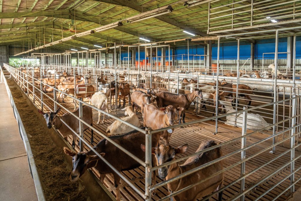 豐興畜牧場使用木製高床，打造通風舒適的飼養環境。