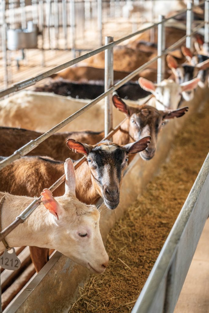 豐興畜牧場飼養乳羊品種以阿爾拜因與撒能為主。