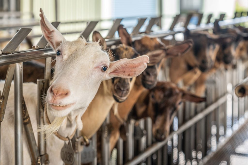 擠羊乳時，會將乳羊趕至榨乳區，再以欄杆固定頭部使羊不亂動。