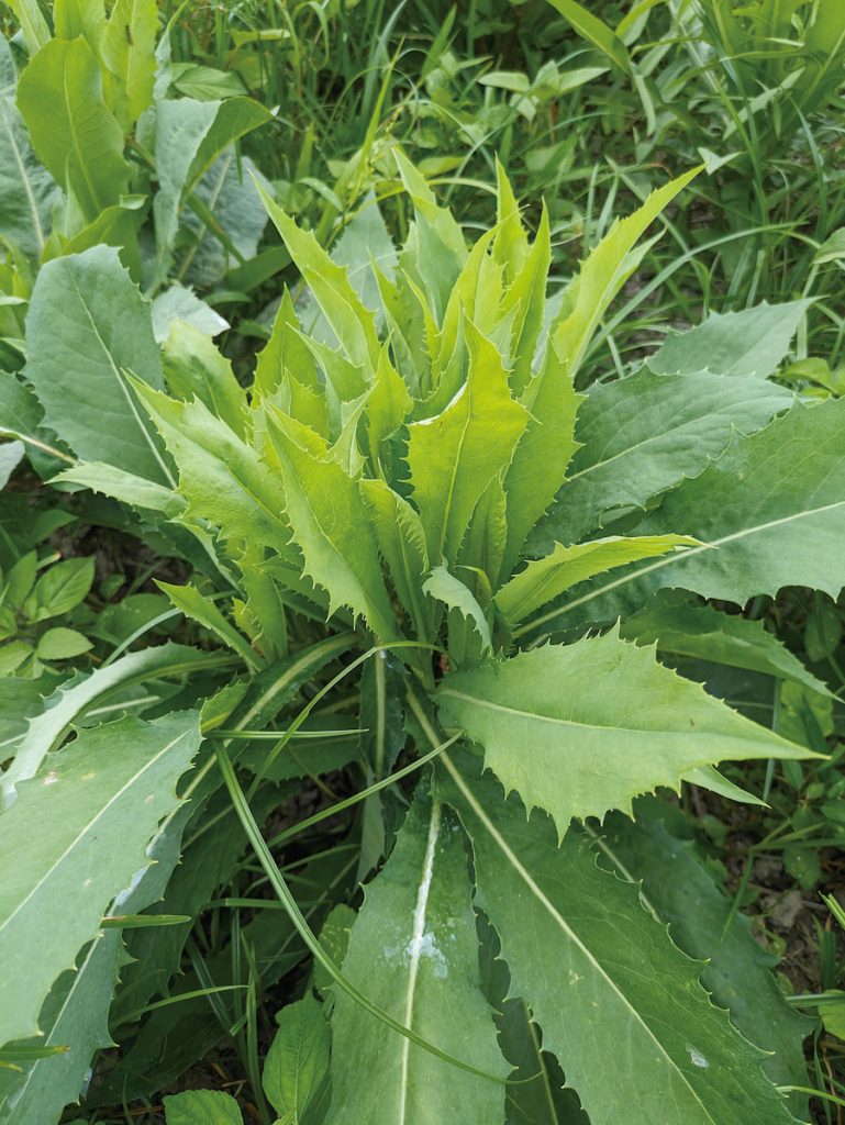 山萵苣帶有苦味，卻是重要的原住民野菜