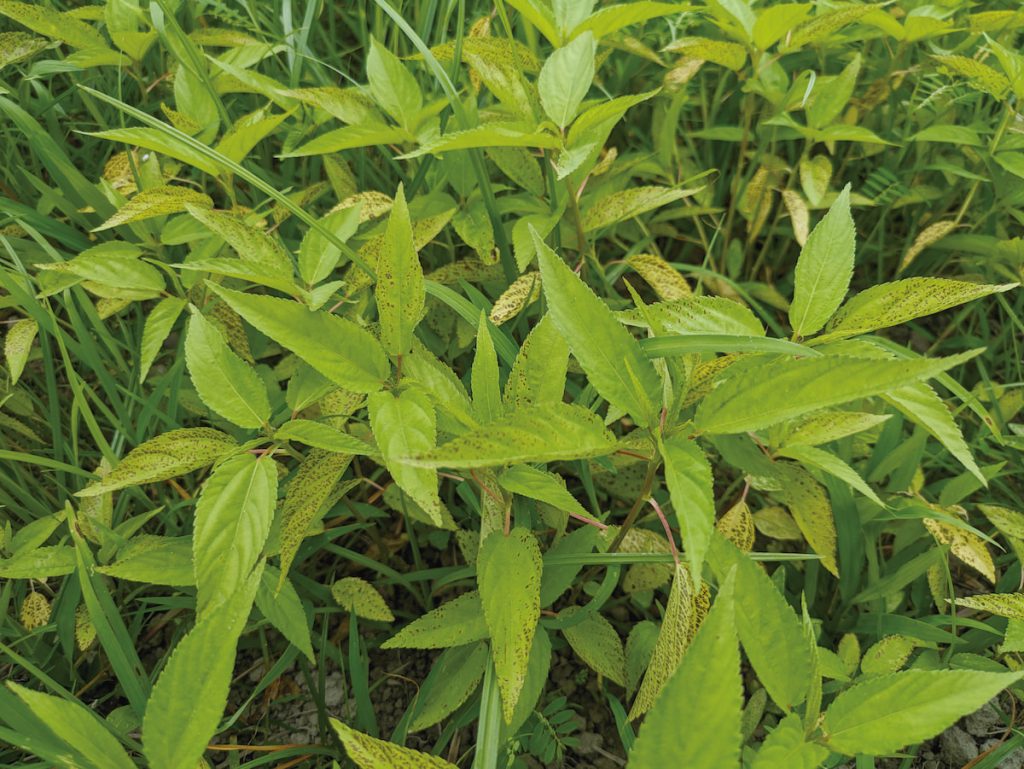 黃麻適口性佳，是野菜湯裡常見的主角。
