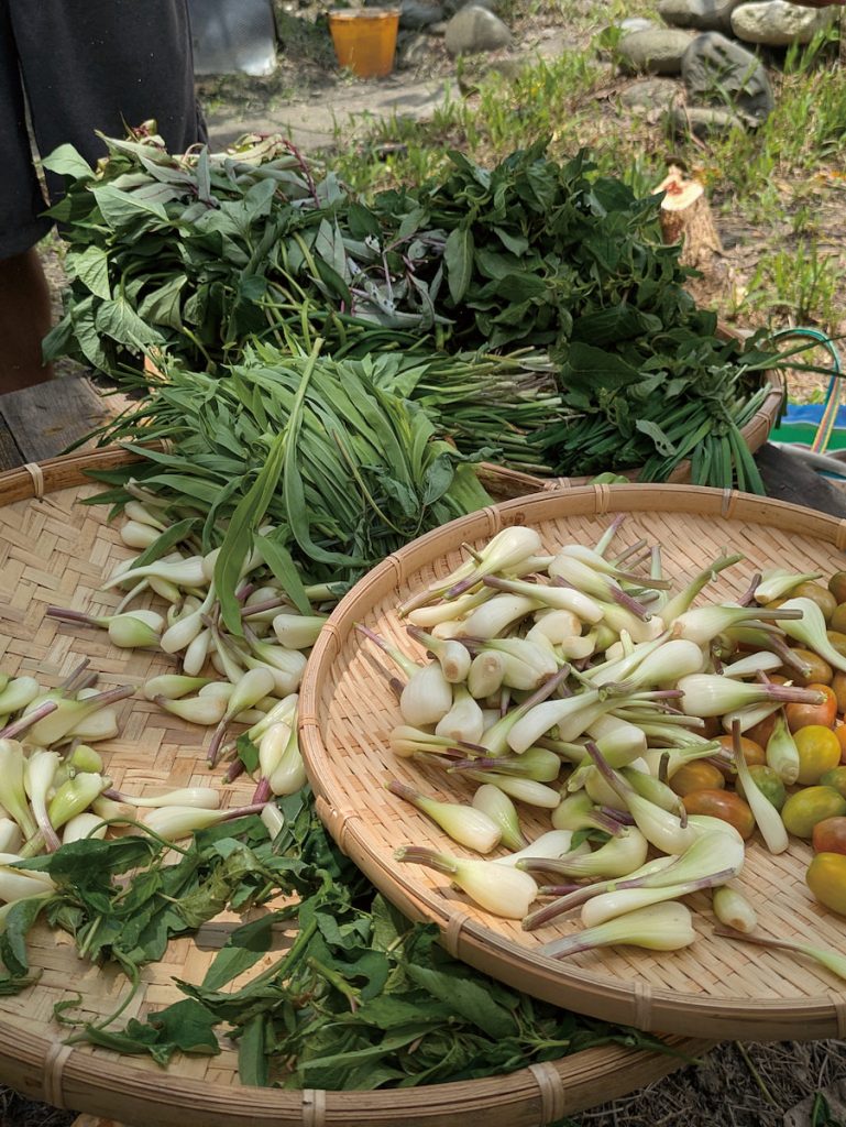 阿美族的野菜湯無標準食譜，是根據季節、地點和當下可得食材靈活搭配。