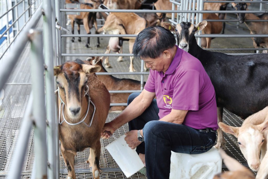 母羊產下小羊後,會先用人工方式擠奶,將羊奶以56℃加熱1小時後,餵給剛出生的小羊。為防止母羊喝自己的奶,會在其脖子上加裝鐵架。