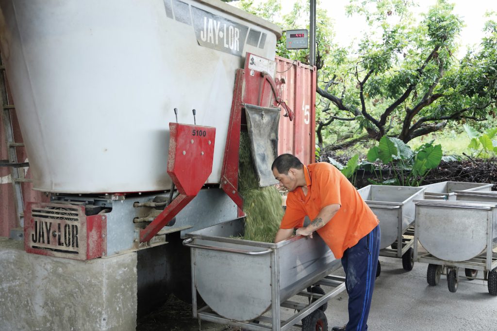 工人將百慕達草、苜蓿草、玉米片、豆殼粒與精料五種原料送進飼料攪拌機,再加入100多公斤的水,製成羊隻的飼料。