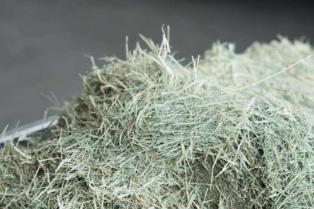 經過TMR攪拌切短的牧草(左圖),會比攪拌前的牧草更短更容易進食。