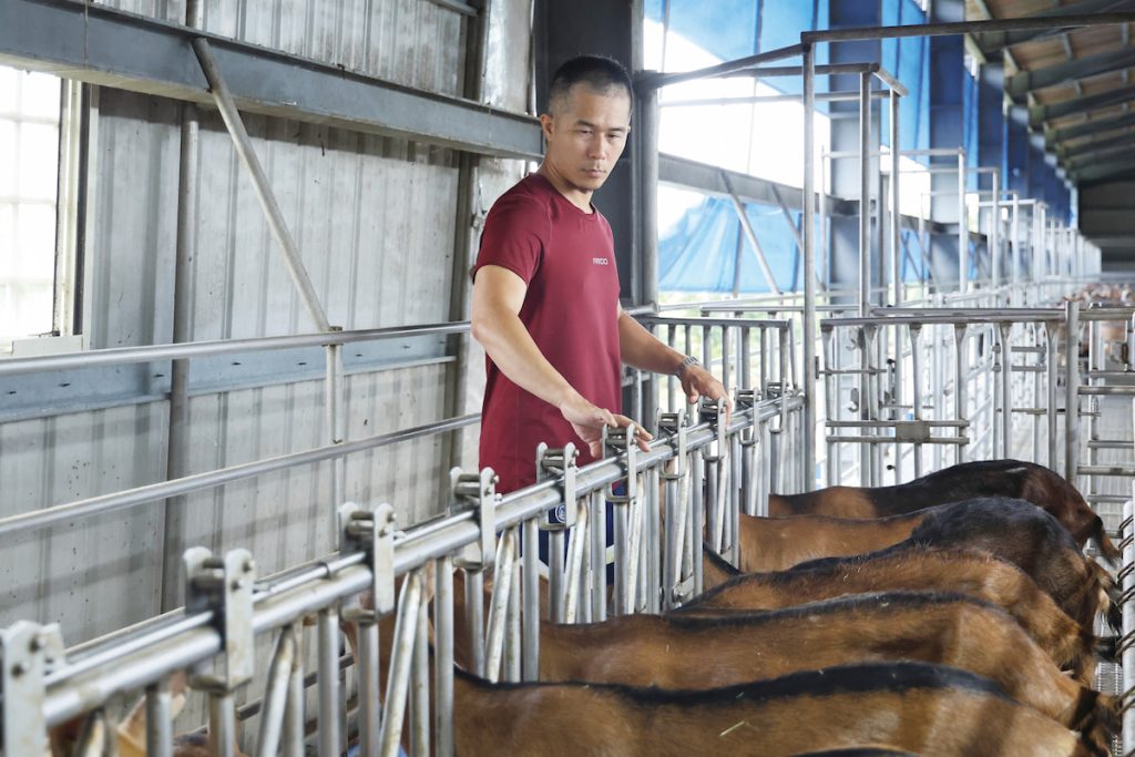 工人將乳羊趕進擠奶區後,黃嵩竣會以羊頸枷將乳羊固定,以便進行後續的榨乳流程。