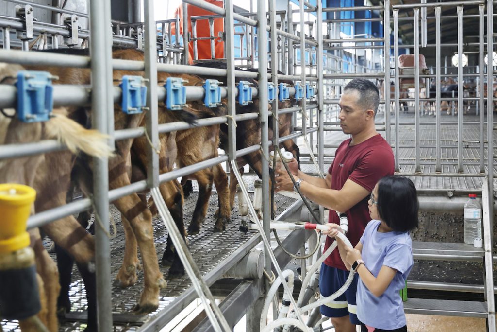 擠奶時將乳杯套上母羊乳頭,羊奶便能透過管線直接送往儲乳槽。擠奶後再以後藥浴浸泡乳頭,防止病原菌入侵。