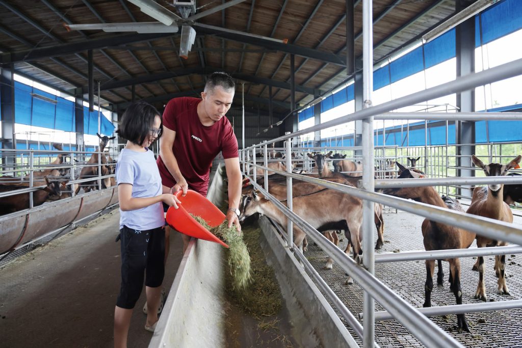 黃嵩竣的女兒偶爾會進羊舍跟父親一起餵食飼料,可說是父親的最佳小幫手。