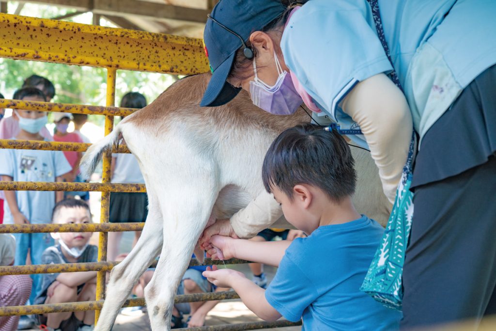 羊世界牧場讓小朋友實際體驗擠養奶。