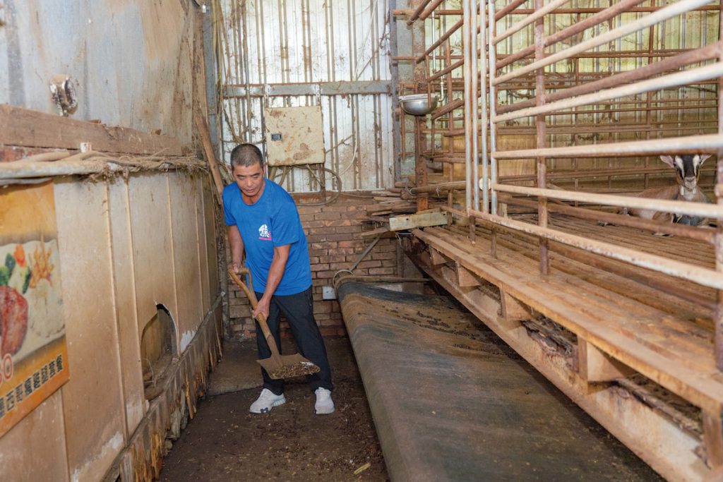 江長利在牧場親力親為,連羊大便也清掃蒐集做肥料。