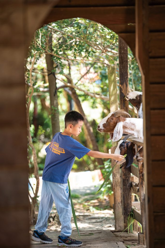 小朋友在牧場親自拿牧草餵羊。
