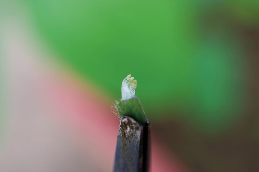 將父本花粉沾附於母本柱頭完成授粉。