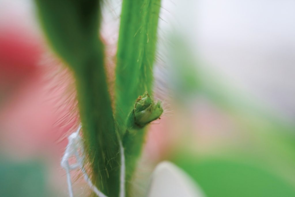授粉後繫上標籤，2日後母本子房膨大即表示雜交授粉成功。