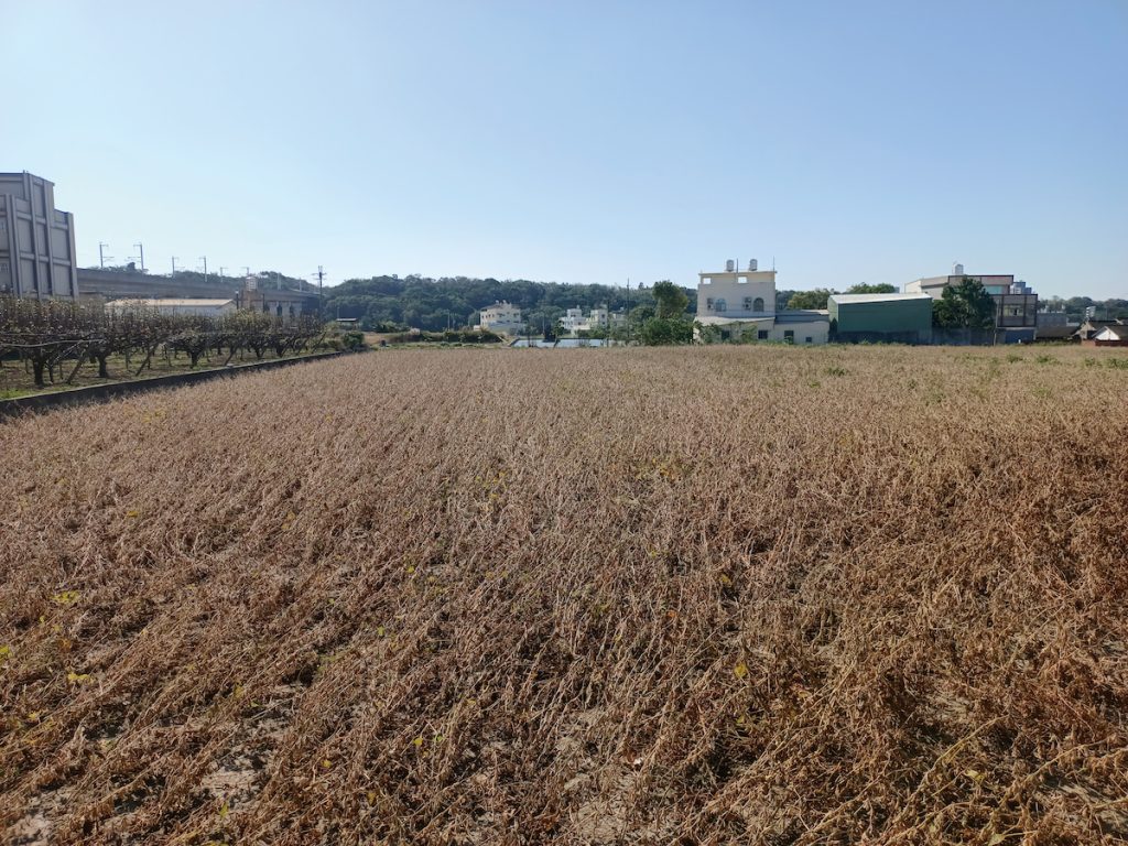 臺中市中都農業生產合作社設立3公頃的桃園1號—金圓採種圃。