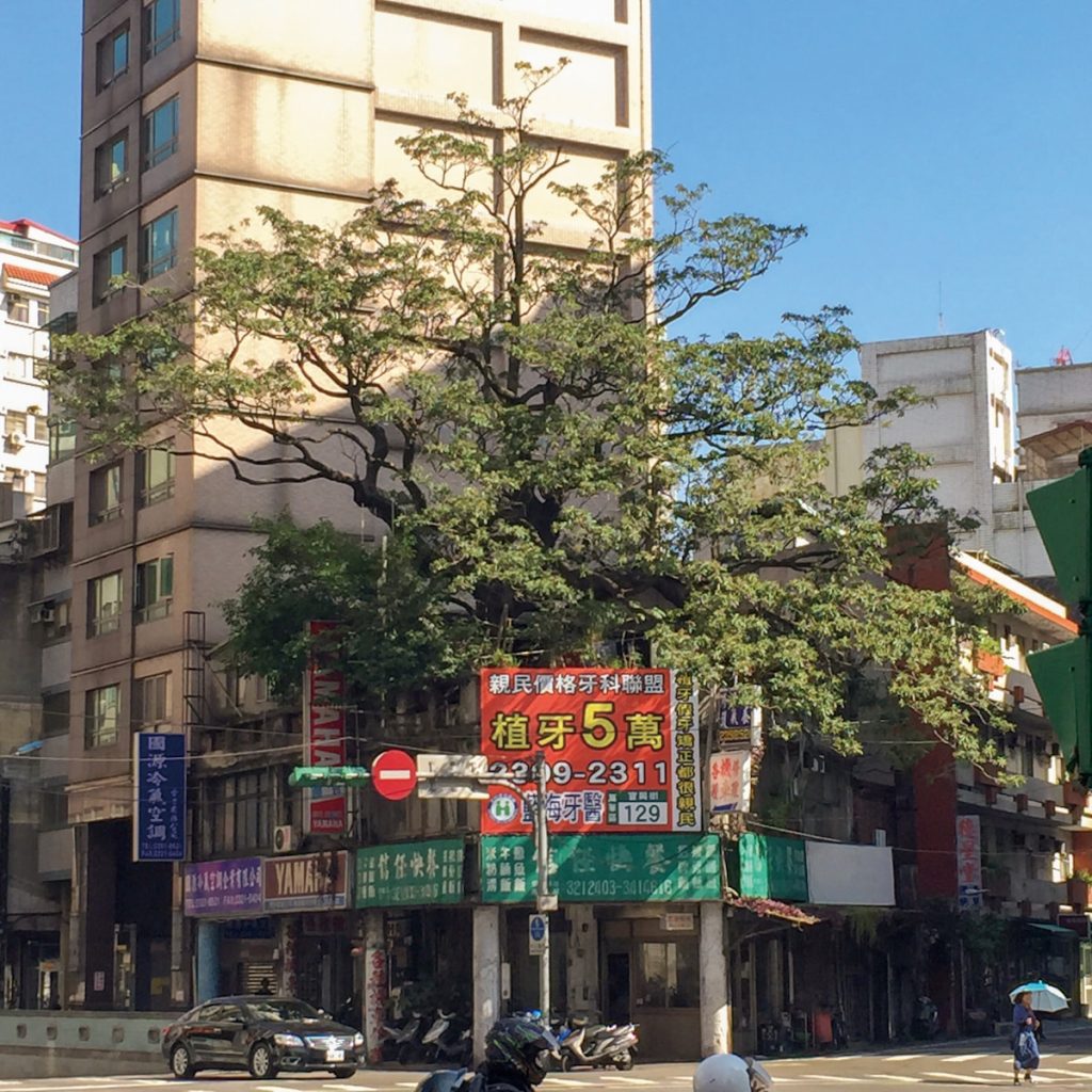 南門市場對面,與建物共構的黑板樹老樹。