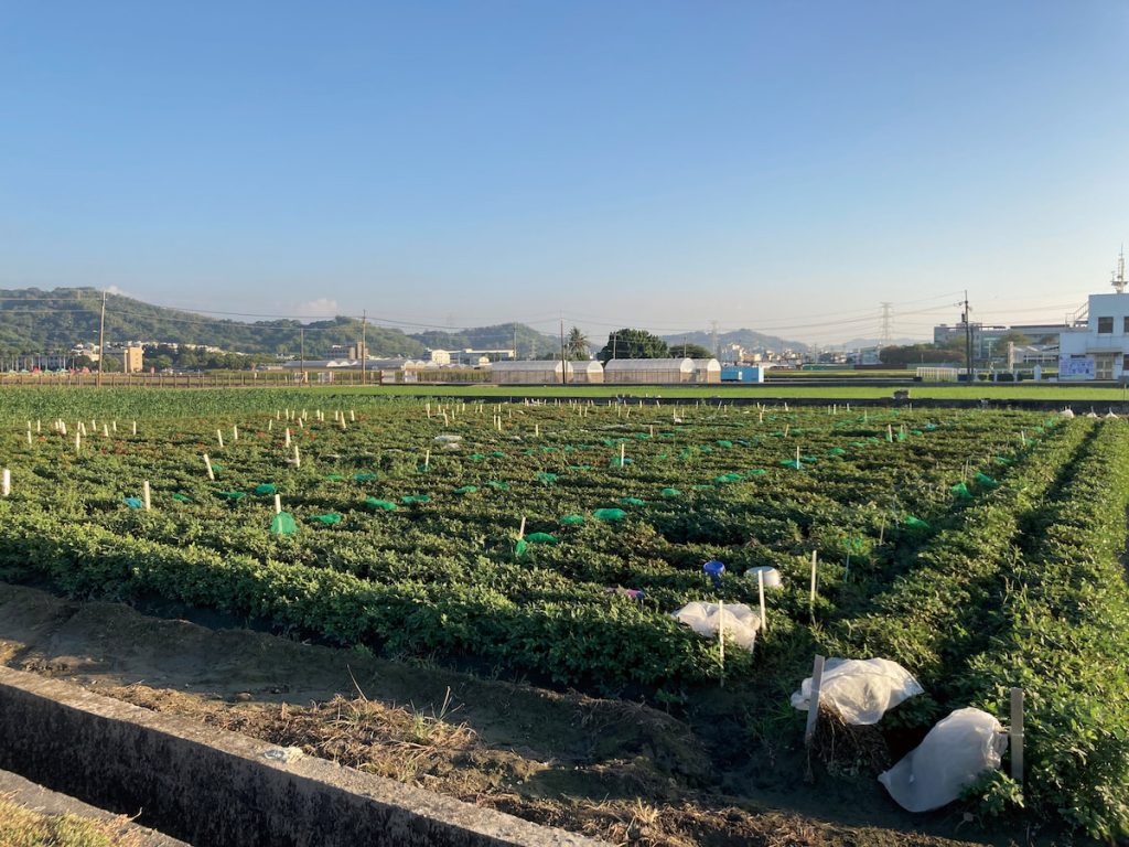 田間育種作業，需注意維持田間各品系或品種純度，避免優良性狀流失。