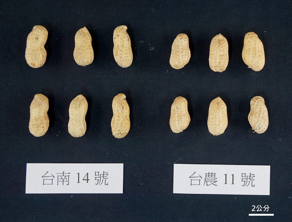 落花生台南14號和台農11號莢果比較圖，台農11號莢果為二粒莢，呈蠶繭型、腰極淺，於機械脫莢過程中較不易破損。