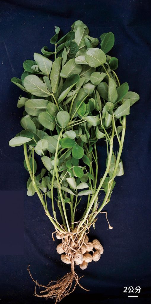 落花生台農11號株高較矮，降低對生長調節劑——巴克素的依賴，減少成本、友善農業環境。