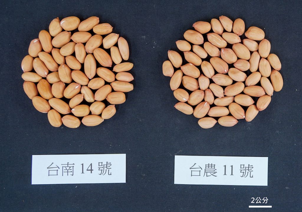 落花生台南14號和台農11號籽粒比較圖，台農11號籽粒表現與主要推廣品種台南14號相似。